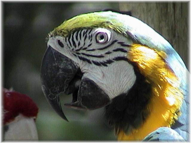 MACAW 0120